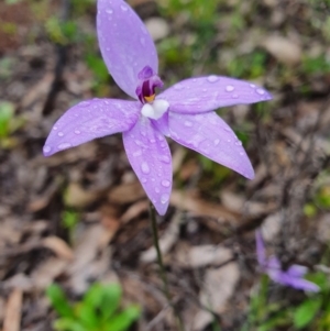 Glossodia major at Denman Prospect, ACT - suppressed