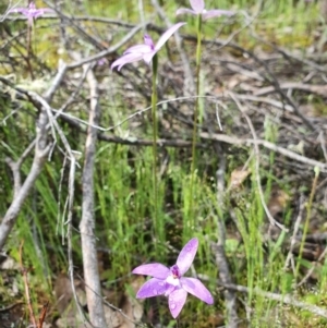 Glossodia major at Denman Prospect, ACT - suppressed