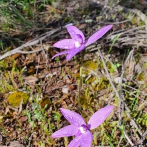 Glossodia major at Denman Prospect, ACT - suppressed