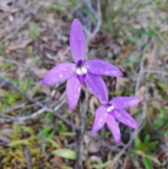 Glossodia major (Wax Lip Orchid) at Denman Prospect, ACT - 9 Oct 2020 by nic.jario