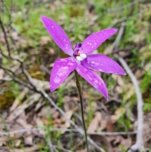 Glossodia major at Denman Prospect, ACT - 9 Oct 2020