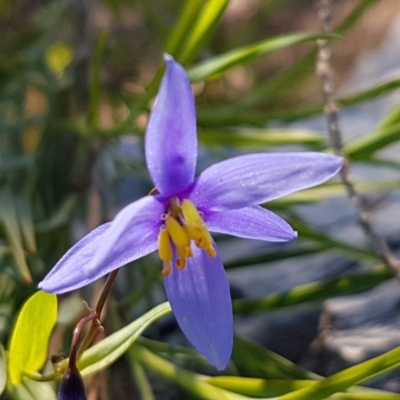 Stypandra glauca (Nodding Blue Lily) at Ginninderry Conservation Corridor - 18 Oct 2020 by trevorpreston