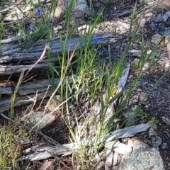 Stypandra glauca at Holt, ACT - 18 Oct 2020