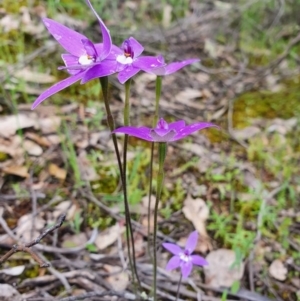 Glossodia major at Denman Prospect, ACT - 9 Oct 2020