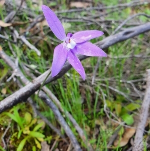 Glossodia major at Denman Prospect, ACT - 9 Oct 2020