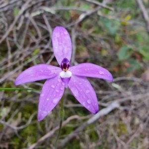 Glossodia major at Denman Prospect, ACT - 9 Oct 2020