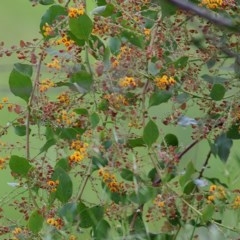 Daviesia latifolia (Hop Bitter-Pea) at Wodonga - 18 Oct 2020 by Kyliegw