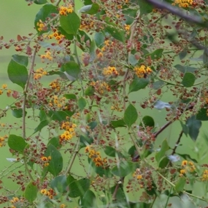 Daviesia latifolia at Wodonga, VIC - 18 Oct 2020