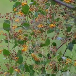 Daviesia latifolia at Wodonga, VIC - 18 Oct 2020 03:00 PM