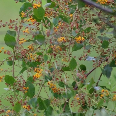 Daviesia latifolia (Hop Bitter-Pea) at Wodonga - 18 Oct 2020 by Kyliegw