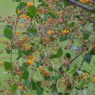 Daviesia latifolia (Hop Bitter-Pea) at Wodonga, VIC - 18 Oct 2020 by KylieWaldon