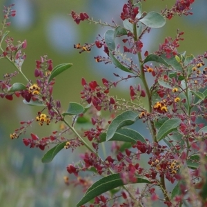 Daviesia latifolia at Wodonga, VIC - 18 Oct 2020 03:00 PM