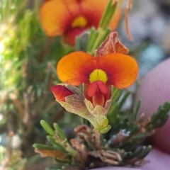 Dillwynia sericea (Egg And Bacon Peas) at Holt, ACT - 18 Oct 2020 by trevorpreston