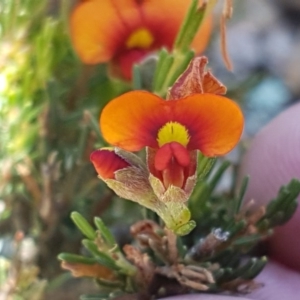 Dillwynia sericea at Holt, ACT - 18 Oct 2020 03:34 PM