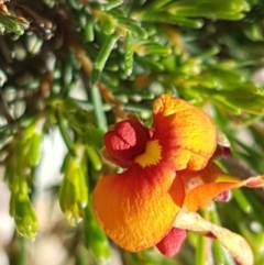 Dillwynia sericea at Holt, ACT - 18 Oct 2020 03:34 PM