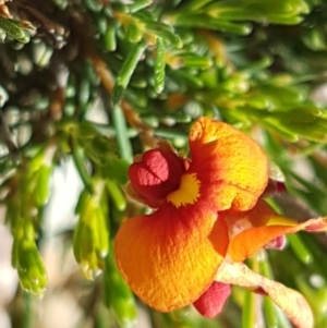 Dillwynia sericea at Holt, ACT - 18 Oct 2020 03:34 PM