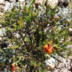 Dillwynia sericea at Holt, ACT - 18 Oct 2020 03:34 PM