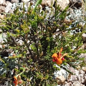 Dillwynia sericea at Holt, ACT - 18 Oct 2020 03:34 PM