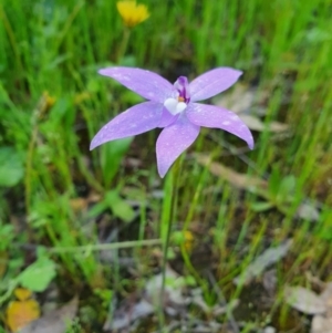 Glossodia major at Denman Prospect, ACT - 9 Oct 2020