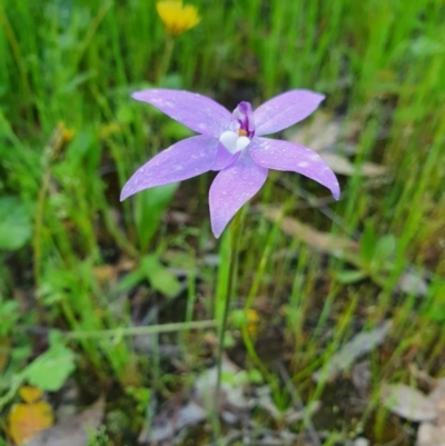 Glossodia major (Wax Lip Orchid) at Denman Prospect, ACT - 9 Oct 2020 by nic.jario