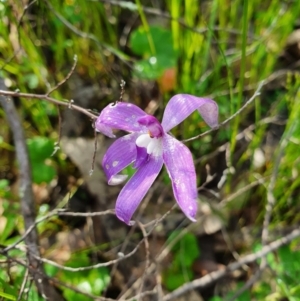 Glossodia major at Denman Prospect, ACT - 9 Oct 2020