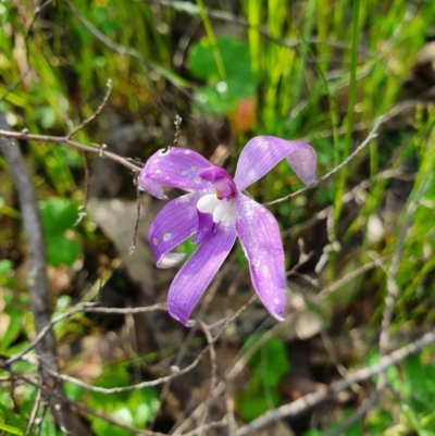 Glossodia major (Wax Lip Orchid) at Denman Prospect 2 Estate Deferred Area (Block 12) - 9 Oct 2020 by nic.jario