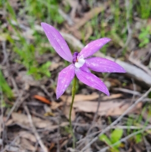 Glossodia major at Denman Prospect, ACT - 9 Oct 2020