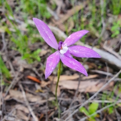 Glossodia major (Wax Lip Orchid) at Denman Prospect, ACT - 9 Oct 2020 by nic.jario