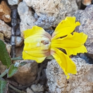 Goodenia hederacea subsp. hederacea at Holt, ACT - 18 Oct 2020