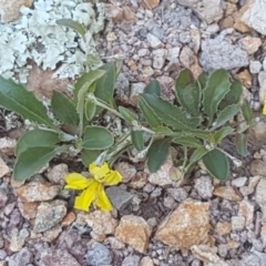 Goodenia hederacea subsp. hederacea at Holt, ACT - 18 Oct 2020