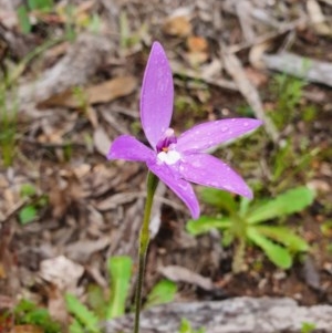 Glossodia major at Denman Prospect, ACT - 9 Oct 2020