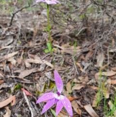 Glossodia major (Wax Lip Orchid) at Denman Prospect, ACT - 9 Oct 2020 by nic.jario