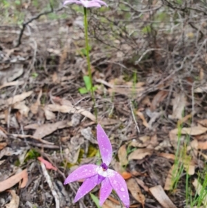 Glossodia major at Denman Prospect, ACT - suppressed