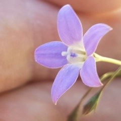 Wahlenbergia sp. (Bluebell) at Holt, ACT - 18 Oct 2020 by tpreston