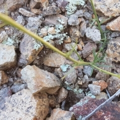 Wahlenbergia sp. at Holt, ACT - 18 Oct 2020