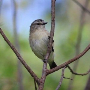 Acanthiza chrysorrhoa at Wodonga, VIC - 18 Oct 2020