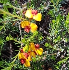 Dillwynia sericea (Egg And Bacon Peas) at Holt, ACT - 18 Oct 2020 by tpreston