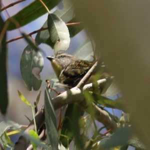 Pardalotus punctatus at Wodonga, VIC - 18 Oct 2020