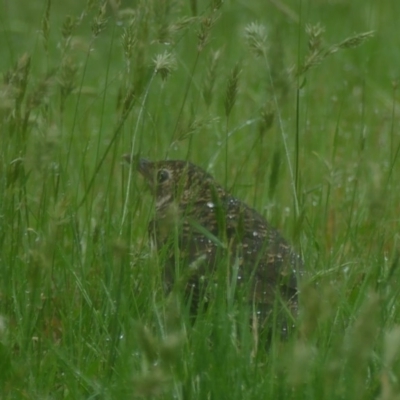 Zoothera lunulata (Bassian Thrush) at "Rivendell" Mimosa Park Road - 6 Oct 2020 by vivdavo