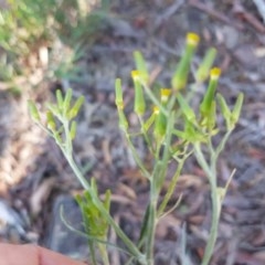 Senecio quadridentatus (Cotton Fireweed) at Holt, ACT - 18 Oct 2020 by trevorpreston