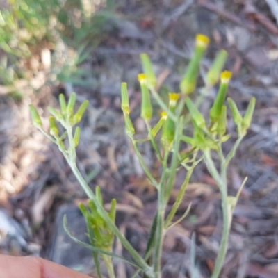 Senecio quadridentatus (Cotton Fireweed) at Holt, ACT - 18 Oct 2020 by trevorpreston