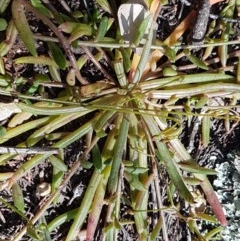 Calandrinia eremaea (Small Purslane) at Holt, ACT - 18 Oct 2020 by tpreston