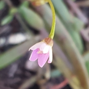 Calandrinia eremaea at Holt, ACT - 18 Oct 2020