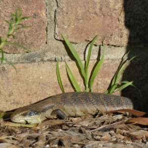 Tiliqua scincoides scincoides at Morton, NSW - 21 Sep 2020