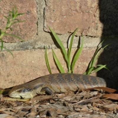 Tiliqua scincoides scincoides (Eastern Blue-tongue) at "Rivendell" Mimosa Park Road - 21 Sep 2020 by vivdavo