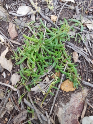 Calandrinia sp. at Holt, ACT - 18 Oct 2020