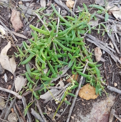 Calandrinia sp. (A Purslane) at Holt, ACT - 18 Oct 2020 by tpreston