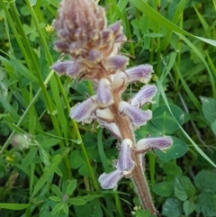 Orobanche minor (Broomrape) at Holt, ACT - 18 Oct 2020 by trevorpreston