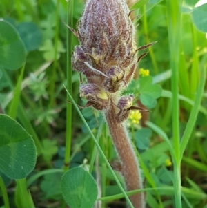 Orobanche minor at Holt, ACT - 18 Oct 2020