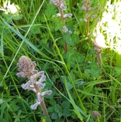 Orobanche minor at Holt, ACT - 18 Oct 2020